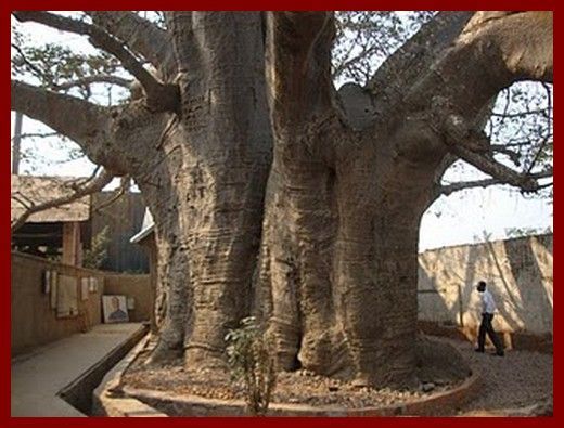 stanley-baobab2.jpg